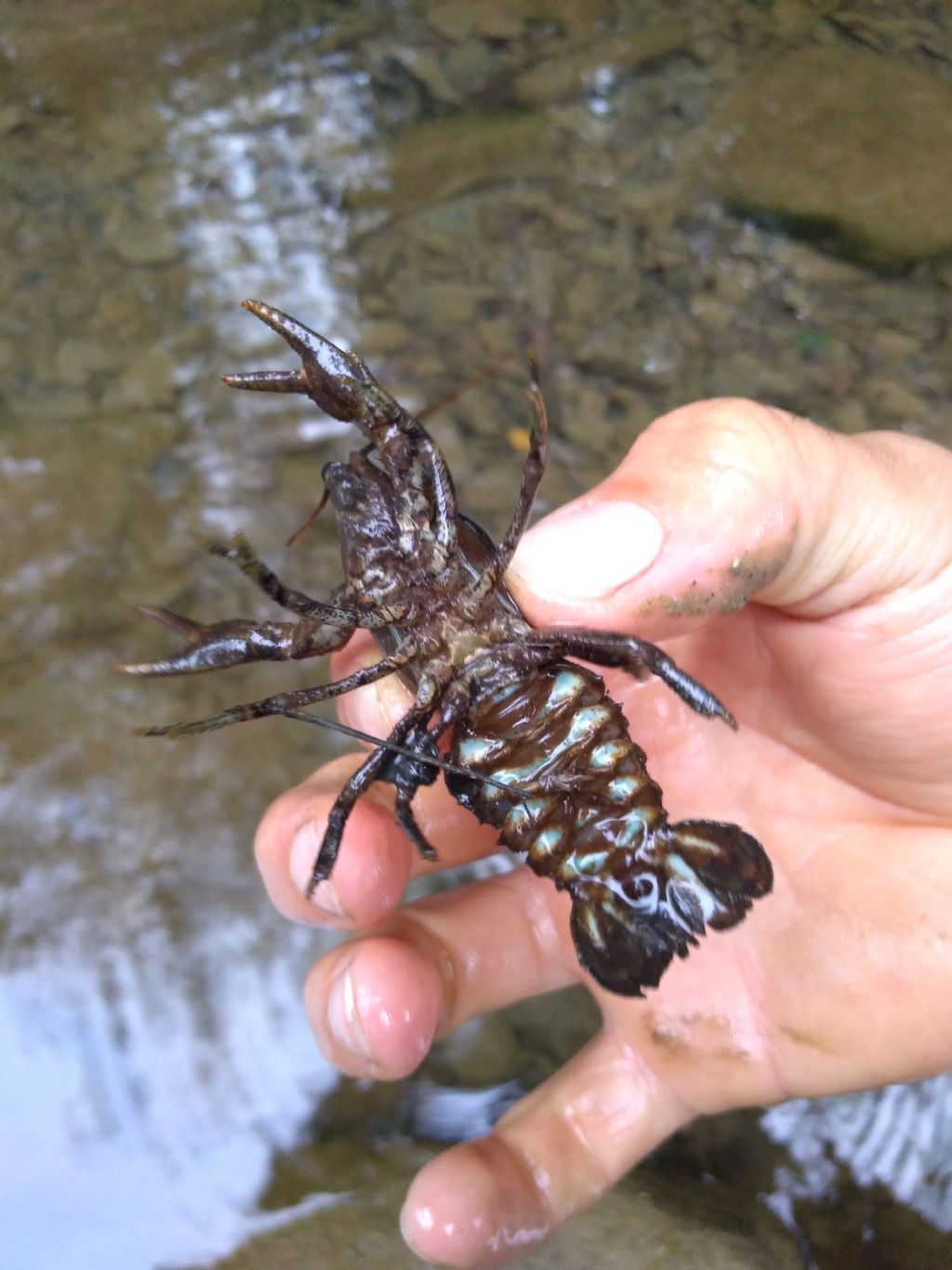 Astropotamobius pallipes langhetto